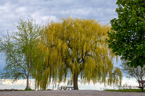 Larges trees by the lake in the park