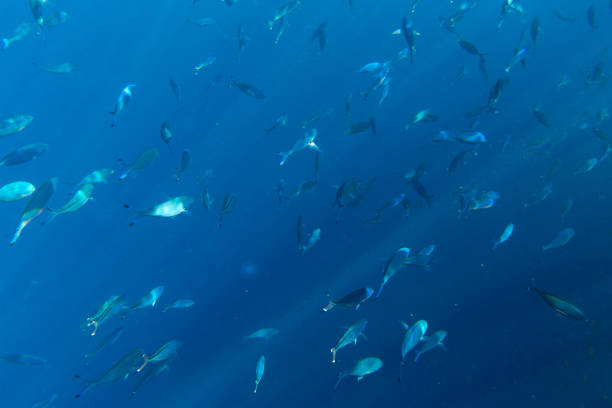 istock large group of  fusiliers fish 1423152267