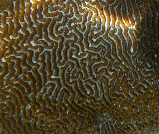istock A view of coral texture 1423152309