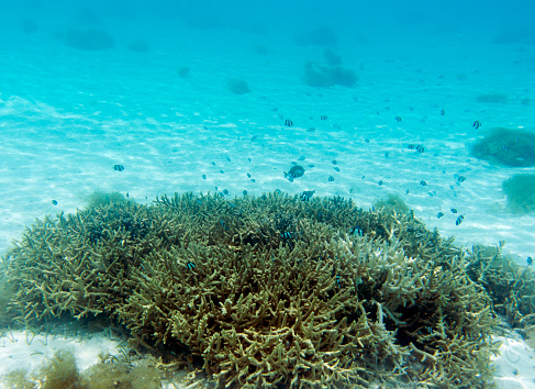 View of  coral in lagoon of New Caledonia