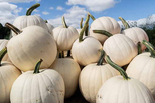 White Pumpkins for sale at local Farmers Market ready for Halloween and Thanksgiving Holidays.