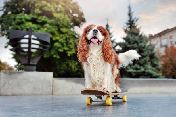 istock Cute little dog having fun on the skate 1423153742