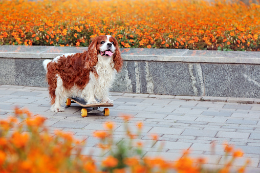 Pretty spaniel at the skateboard standing next to flowerbed