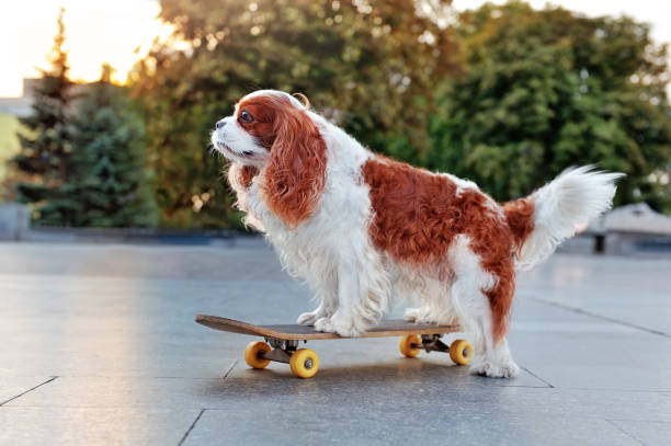 istock Side view portrait of a skateboarding king charles spaniel 1423153767