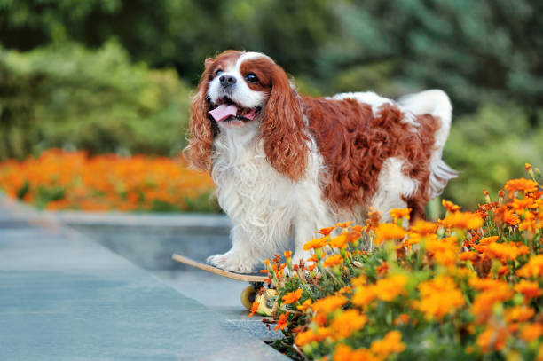 istock Spaniel on skate standing next to flowers bed 1423153772