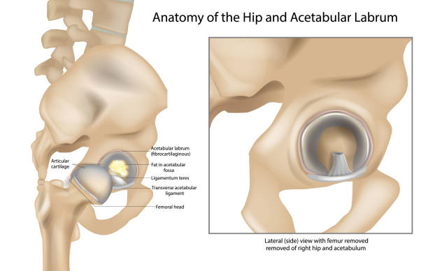 anatomia biodra i panewki labrum. więzadło teres i chrząstka stawowa. widok boczny z kością udową prawego biodra. - biodro stock illustrations