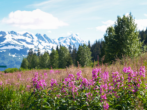 Bright pink wildflowers of the fireweed in foreground of Alaskan landscape with distant snow covered mountains
