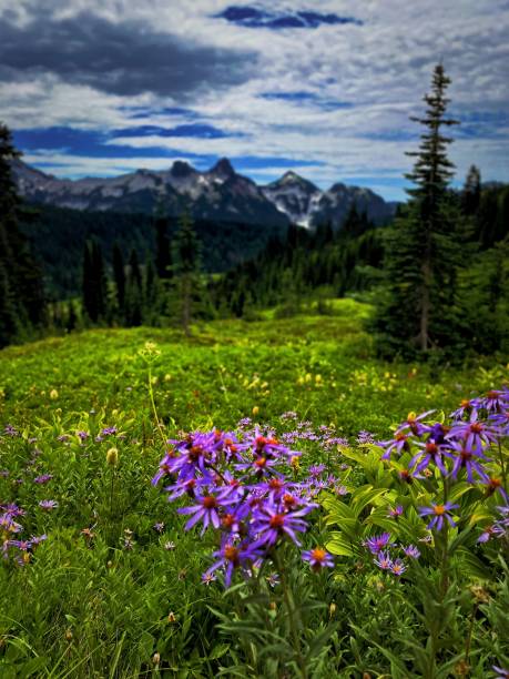 istock My Rainier in summer 1423157481