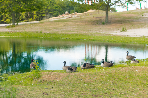 ducks resting on the grass by the lake - Image