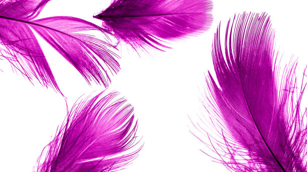 istock violet duck feathers on a white isolated background 1423160603