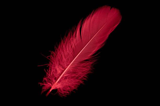 istock a red goose feather on a black isolated background 1423160625