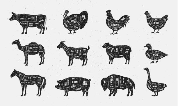 illustrations, cliparts, dessins animés et icônes de ensemble de coupes de viande de boucher. conception d’affiches de boucher. viandes de bœuf, de mouton, d’agneau, de porc, de cheval, de chèvre, de poulet, de dinde. coupes de viande pour boucherie, magasin de viande, restaurant, épicerie. illustrati - goose meat