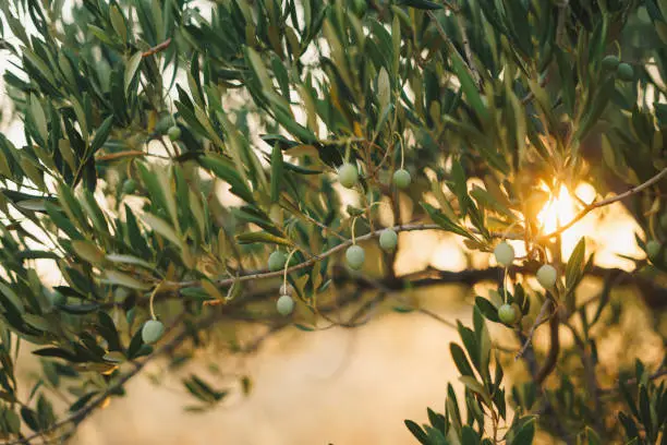 Branches with the fruits of the olive tree olives shot close-up from specific angle during golden hour.