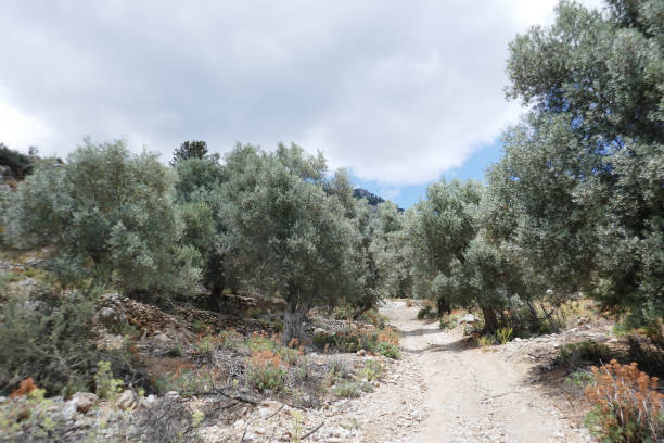 istock Kalligratis region, Crete, Greece 1423162579