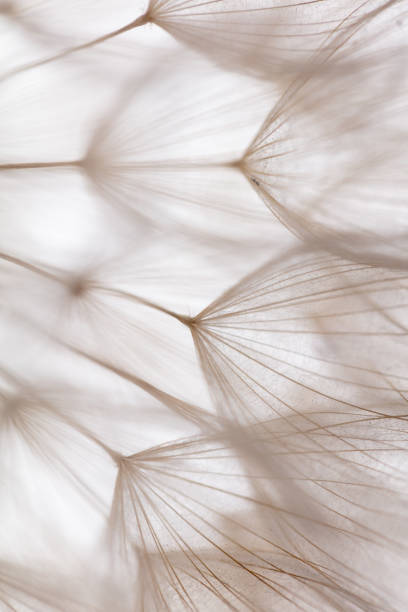 Abstract dandelion macro flower background. Seed macro closeup. Soft focus