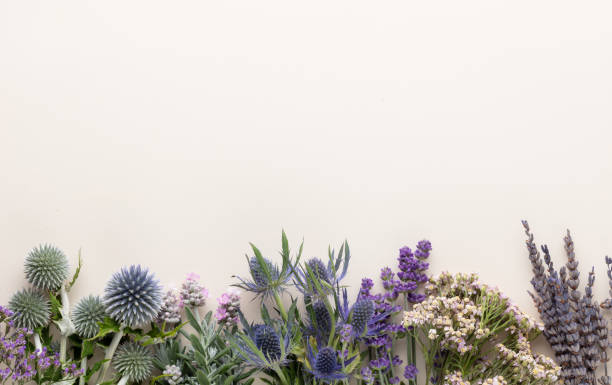 istock Herbal tea ingredients with various fresh herbs and flowers,  on pastel background, top view, frame. 1423162763