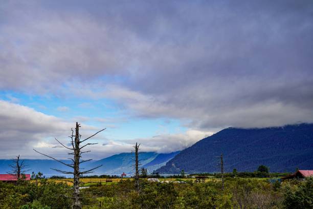 alaska wildlife conservation center, sanktuarium zwierząt, usa - portage zdjęcia i obrazy z banku zdjęć