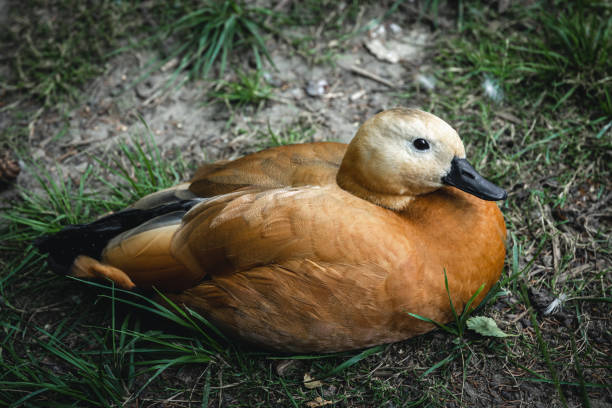 istock Close-up, a duck with textured brown feathers among the grass. 1423163840