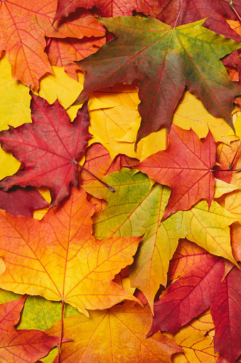 An autumn leaf in Upper Peninsula, Michigan
