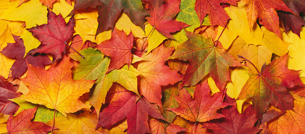 Close up of three red   and yellow autumn maple leaves on green grass background, copy space on the left. Galicia, Spain.