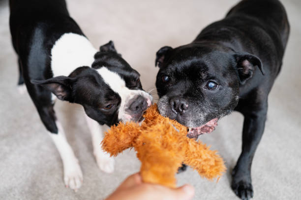 istock Boston Terrier and a Staffordshire Bull terrier dogs playing, pulling on a teddy bear being held by somebody. 1423164395