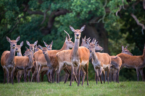 Red deer in parkland in England in early Autumn