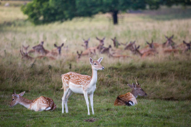 istock Fallow deer in parkland in England in late summer 1423164523