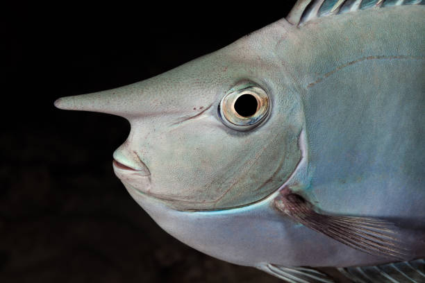 Portrait of Spotted Unicornfish Naso brevirostris by Night, Palau, Micronesia stock photo