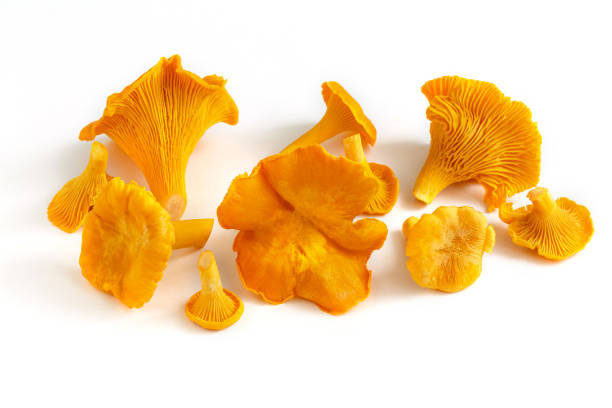 сырые свежие грибы лисички выделены на белом фоне. - chanterelle golden chanterelle edible mushroom mushroom стоковые фото и изображения