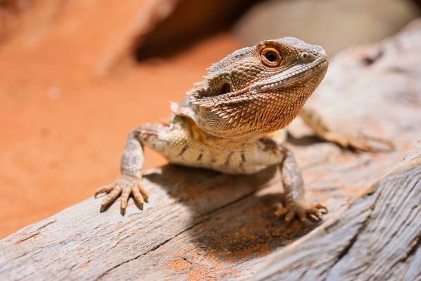 istock young male bearded dragon 1423168964