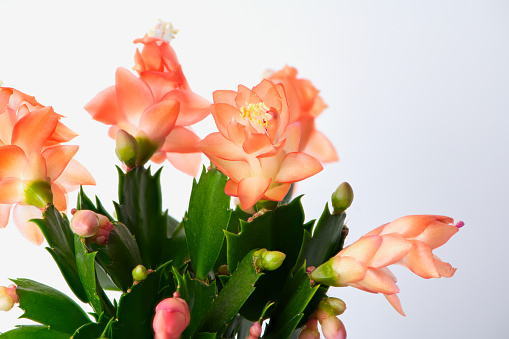 blooming christmas cactus macro photo with focus stacking against white background