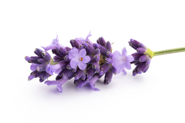 istock Lavender flowers on a white background. 1423168985