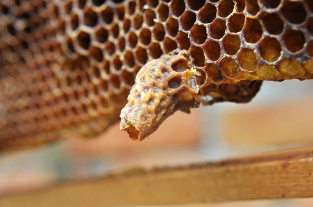 An open queen chamber from which a newborn queen bee emerged