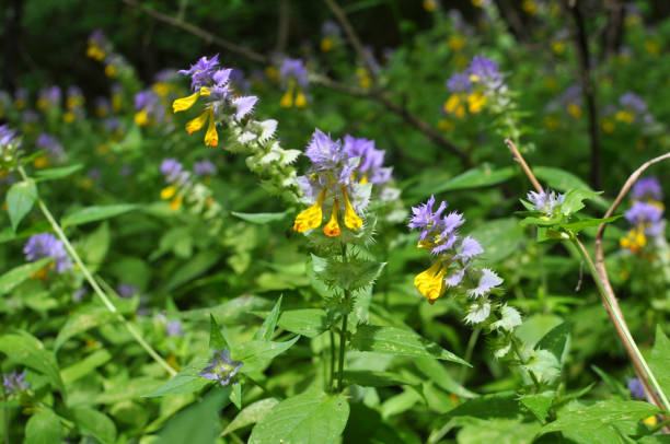 istock Melampyrum polonicum blooms in the forest 1423169046
