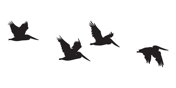 Vector silhouette of a group of pelicans flying.