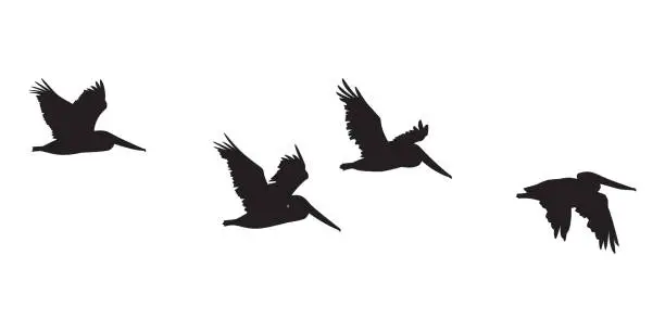 Vector illustration of Pelicans Flying Silhouettes