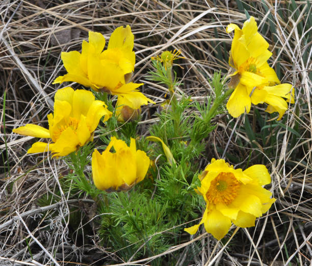 istock Adonis vernalis grows in the wild 1423169724