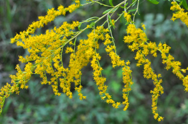 istock Solidago canadensis blooms in nature 1423169809