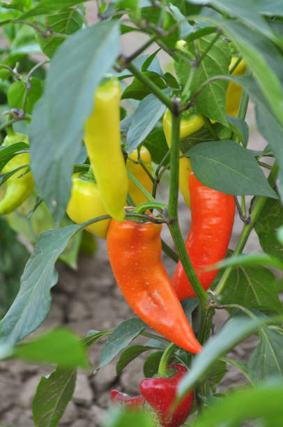 istock In organic soil, sweet peppers grow 1423169897
