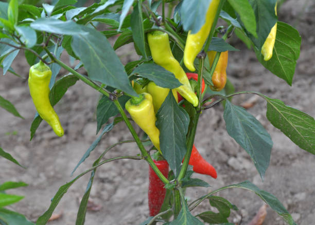 istock In organic soil, sweet peppers grow 1423169910