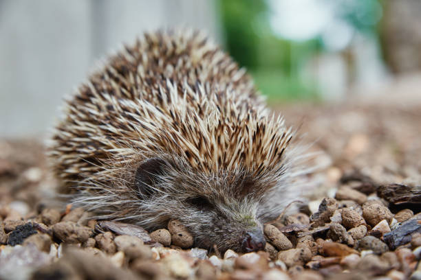 istock European hedgehog portrait 1423170009