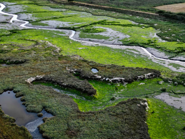 istock Levington lagoon at low tide 1423171280