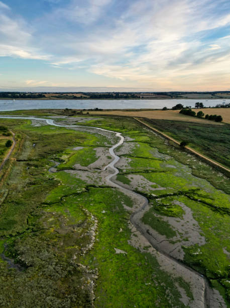 istock Nature reserve on river at low tide 1423171325