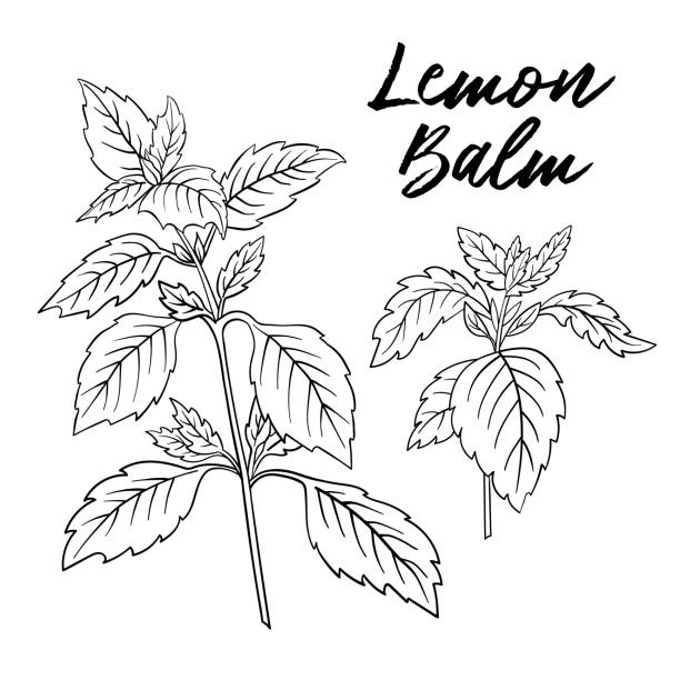 stock vektor melissa zitronenmelisse schwarz-weiß handgezeichnete illustration - lemon balm stock-grafiken, -clipart, -cartoons und -symbole