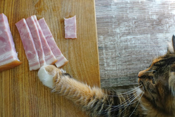 Red Cat wants to get steal meat from table. Top view