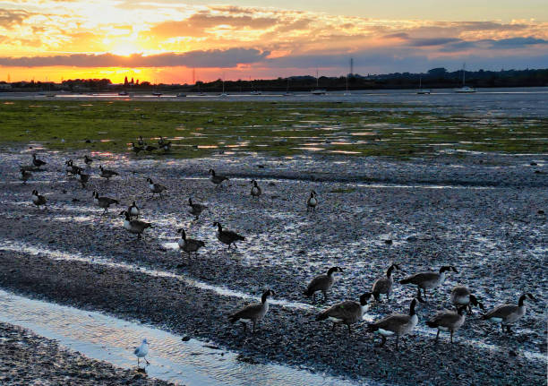 istock Wading birds on the river mud at sunset 1423171684