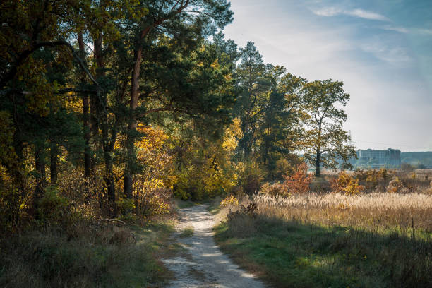 istock Path in the autumn forest against the sky 1423171689
