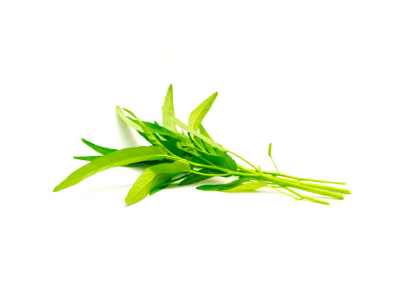 istock Multiple fresh cut water spinach or kangkung plant with tender shoots isolated on white background 1423171752