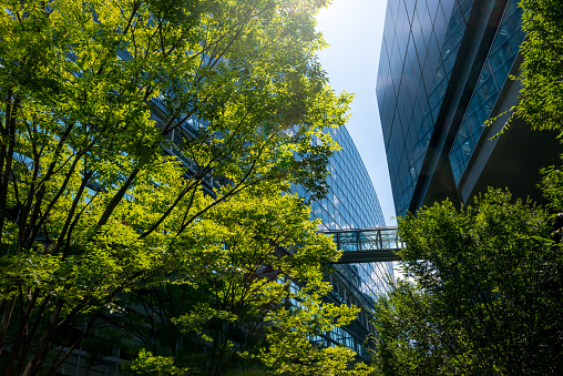 Modern architecture and roadside trees. Central Tokyo.