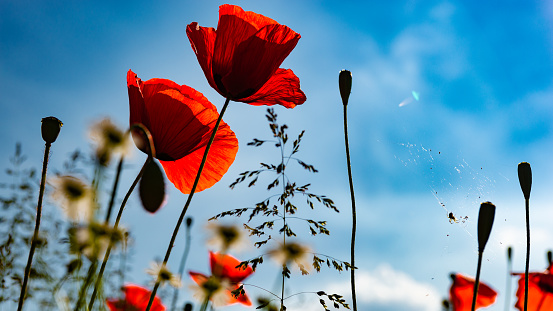Red poppy flowers against blue sky in northern Cologne